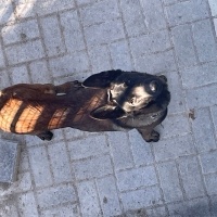 Belçika Malinois, Köpek  Barut fotoğrafı