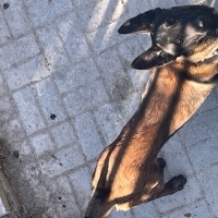 Belçika Malinois, Köpek  Barut fotoğrafı