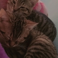Tekir Kedi, Kedi  Mia fotoğrafı