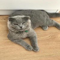 Scottish Fold, Kedi  bella fotoğrafı