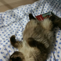 Himalayan, Kedi  Pelinsu fotoğrafı
