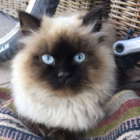 Himalayan, Kedi  Pelinsu fotoğrafı