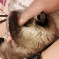 Himalayan, Kedi  Pelinsu fotoğrafı
