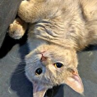 British Shorthair, Kedi  Güneş fotoğrafı