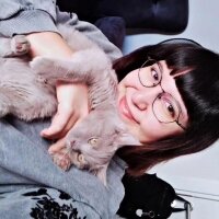 British Shorthair, Kedi  Güneş fotoğrafı