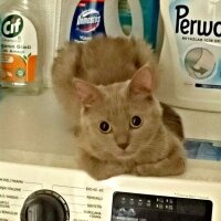 British Shorthair, Kedi  Güneş fotoğrafı