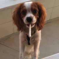 Cavalier King Charles Spanieli, Köpek  Haydut fotoğrafı