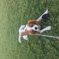 Cavalier King Charles Spanieli, Köpek  Haydut fotoğrafı