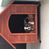 Cavalier King Charles Spanieli, Köpek  Haydut fotoğrafı