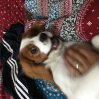 Cavalier King Charles Spanieli, Köpek  Haydut fotoğrafı