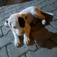 Dogo Arjantin, Köpek  Grey fotoğrafı
