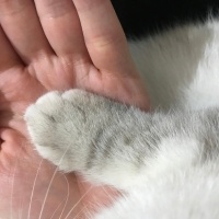British Shorthair, Kedi  Gümüş fotoğrafı
