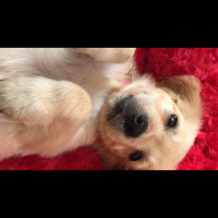 Golden Retriever, Köpek  İnci fotoğrafı