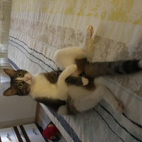 Tekir Kedi, Kedi  Aşk fotoğrafı