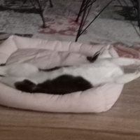 Tekir Kedi, Kedi  Balım fotoğrafı