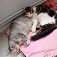 Tekir Kedi, Kedi  Balım fotoğrafı