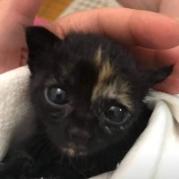 Tekir Kedi, Kedi  Balım fotoğrafı