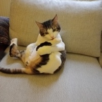 Tekir Kedi, Kedi  Balım fotoğrafı