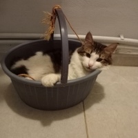 Tekir Kedi, Kedi  Balım fotoğrafı