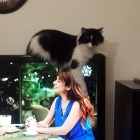 Tekir Kedi, Kedi  Balım fotoğrafı