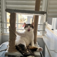 Tekir Kedi, Kedi  Balım fotoğrafı