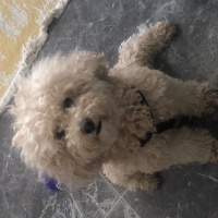 Poodle (Minyatür Kaniş), Köpek  Pasha fotoğrafı