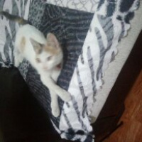 Tekir Kedi, Kedi  Sütlaç fotoğrafı