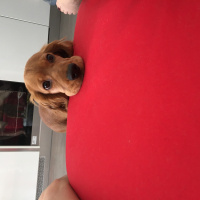 İngiliz Cocker Spaniel, Köpek  Carmen fotoğrafı