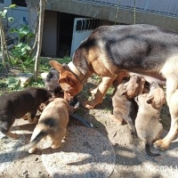Alman Çoban Köpeği, Köpek  Henuz yok fotoğrafı