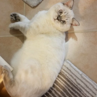 British Shorthair, Kedi  Shila fotoğrafı