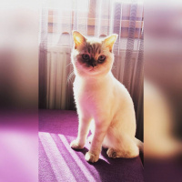 British Shorthair, Kedi  Shila fotoğrafı