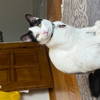 Tekir Kedi, Kedi  Mia fotoğrafı