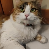 Tekir Kedi, Kedi  Sütlaç fotoğrafı