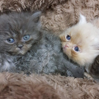 İran Kedisi (Persian), Kedi  Sultanımızın yavruları :) fotoğrafı