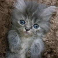 İran Kedisi (Persian), Kedi  Sultanımızın yavruları :) fotoğrafı