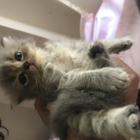 İran Kedisi (Persian), Kedi  Sultanımızın yavruları :) fotoğrafı