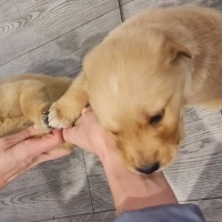 Golden Retriever, Köpek  Charlie fotoğrafı