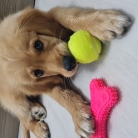 Golden Retriever, Köpek  Charlie fotoğrafı