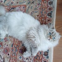 British Longhair, Kedi  MAVİŞ fotoğrafı