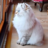 British Longhair, Kedi  MAVİŞ fotoğrafı