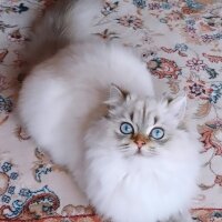 British Longhair, Kedi  MAVİŞ fotoğrafı