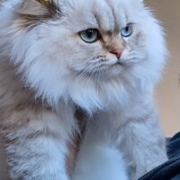 British Longhair, Kedi  MAVİŞ fotoğrafı