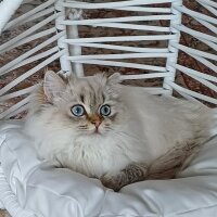 British Longhair, Kedi  MAVİŞ fotoğrafı