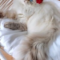 British Longhair, Kedi  MAVİŞ fotoğrafı