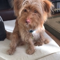 Avustralya Terrier, Köpek  Boby fotoğrafı