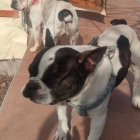 Fransız Bulldog, Köpek  Badi fotoğrafı