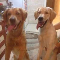 Golden Retriever, Köpek  tarçın fotoğrafı