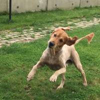 Golden Retriever, Köpek  tarçın fotoğrafı