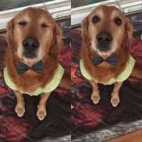 Golden Retriever, Köpek  tarçın fotoğrafı