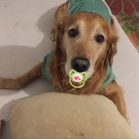 Golden Retriever, Köpek  tarçın fotoğrafı